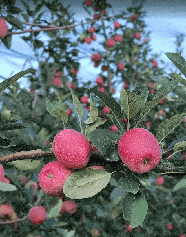 colheita da maça em fraiburgo